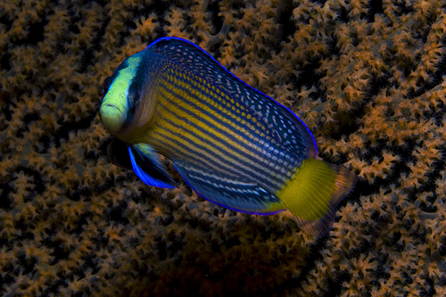PSEUDOCHROMIS SPLENDENS